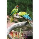 Guacamayo ambiguo, guacamayo bufón o gran guacamayo verde (Ara ambigua)