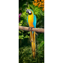 Guacamayo azul y amarillo (Ara ararauna)