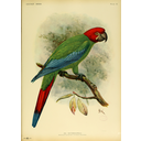 Guacamayo jamaicano verdiamarillo (Ara erythrocephala)