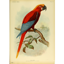 Guacamayo jamaicano rojo o guacamayo de Gosse (Ara gossei)