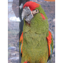 Guacamayo de Cochabamba, guacamayo de frente roja o guacamayo dorado (Ara rubrogenys)