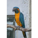 Guacamayo de barba azul o guacamayo de garganta azul (Ara glaucogularis)