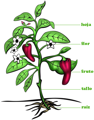 PARTES DE UNA PLANTA