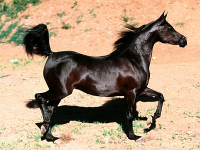 caballo