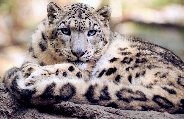 Leopardo