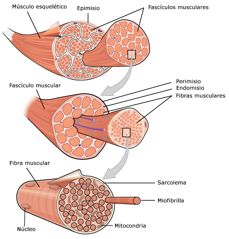 Esquema de la organización de un músculo esquelético en el que se muestran los fascículos musculares y la fibra muscular.