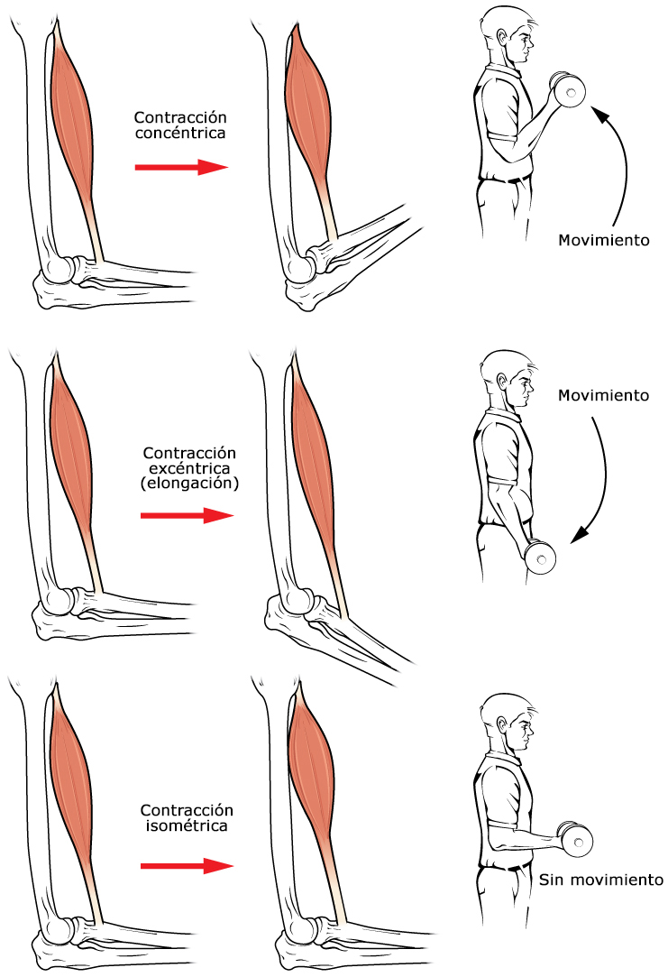 Tipos de contracción