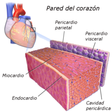 Pared del corazón 