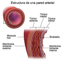 Estructura de pared arterial