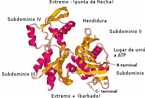 Modelo molecular de cintas de actina de músculo esquelético