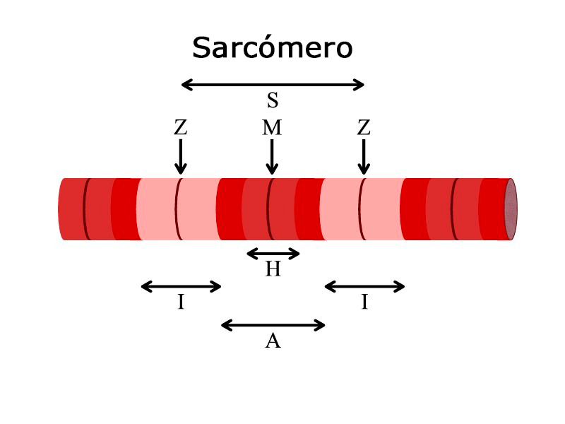 Miofibrilla con sarcómero delimitado por dos estrias Z.