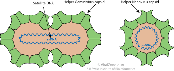 Alphasatellitida