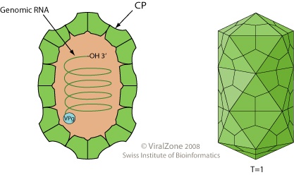 Barnaviridae