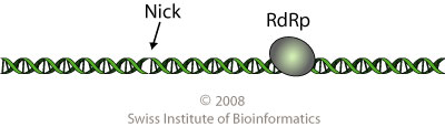 Endornaviridae