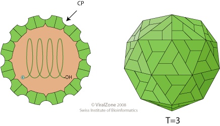 Tombusviridae