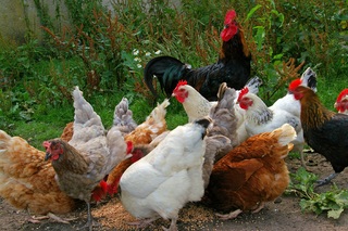 FOTO DE GALLINAS