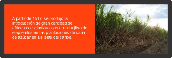 A partir de 1517, se produjo la introducción de gran cantidad de africanos esclavizados con el obejtivo de emplearlos en las plantaciones de caña de azúcar en als islas del caribe.