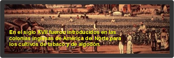 En el siglo XVII fueron introducidos en las colonias inglesas de América del Norte para los cultivos de tabaco y de algodón.