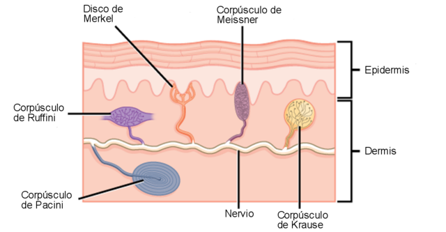 Receptores de la piel