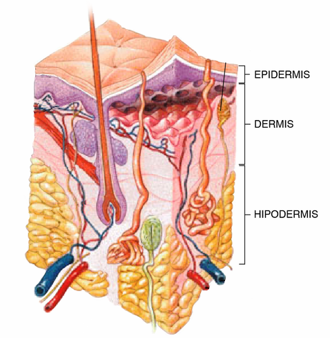 Epidermis y dermis