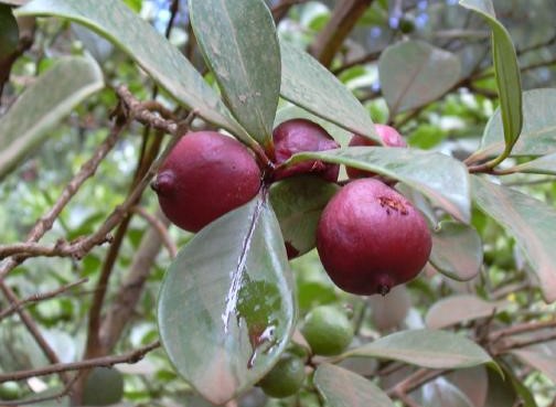 FRUTO DE ARAZÁ