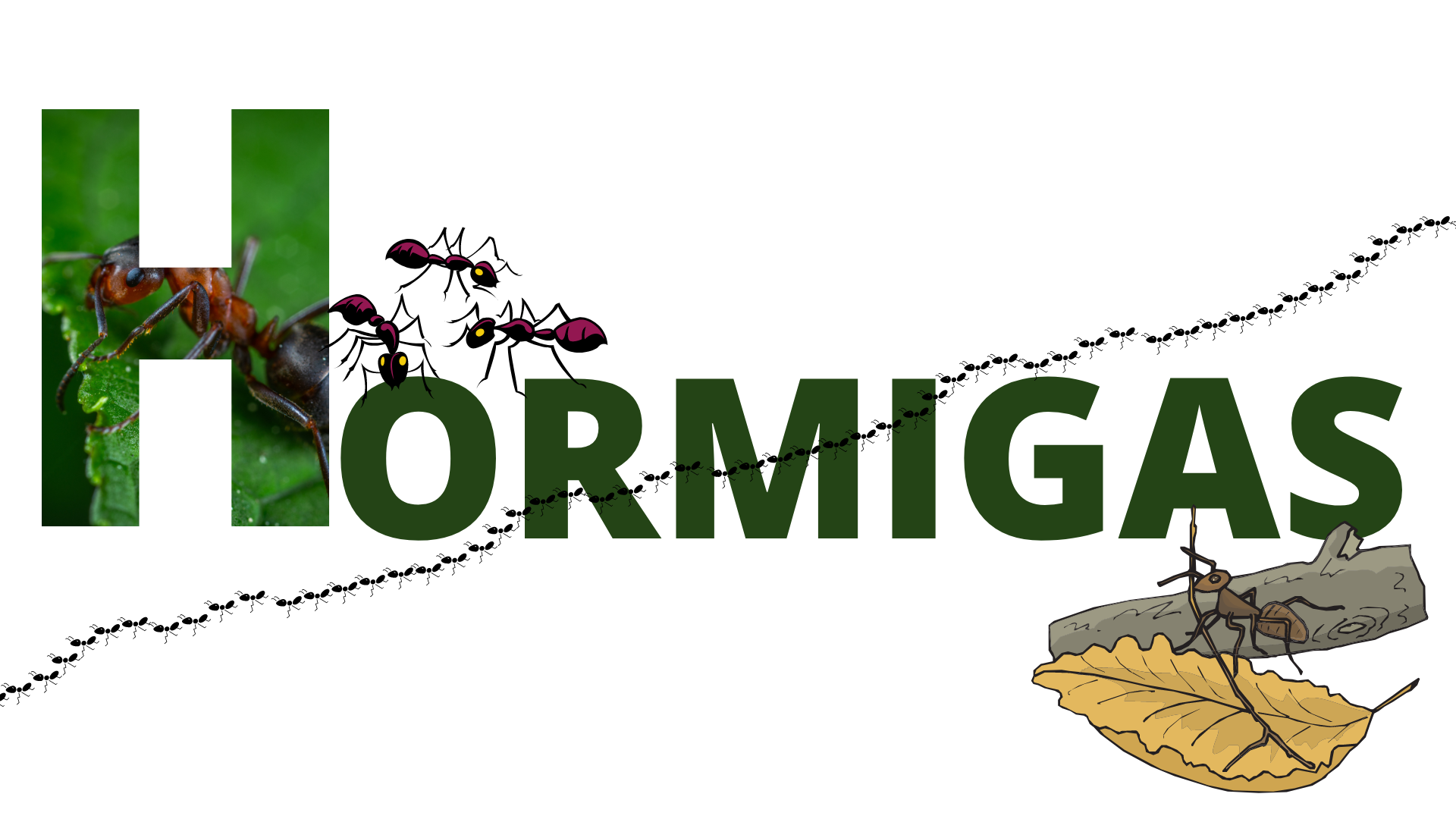 HORMIGAS