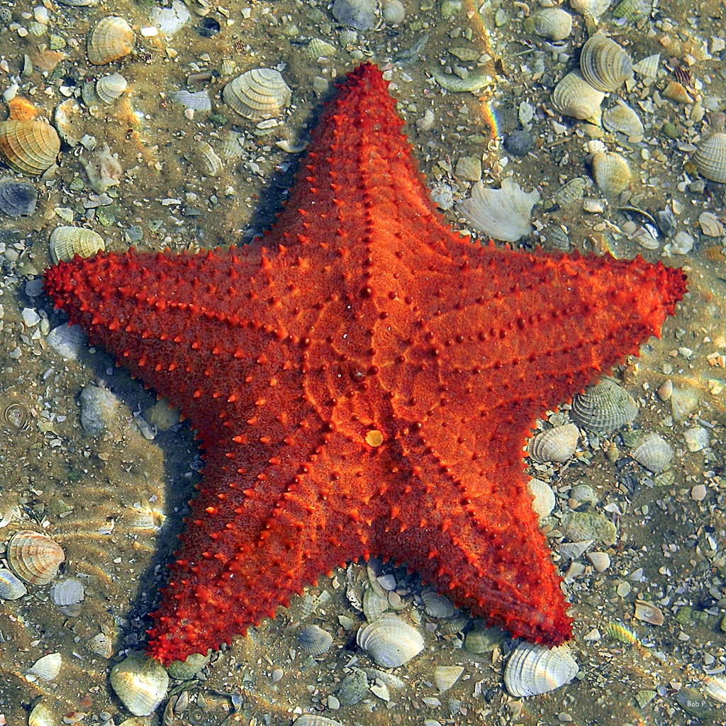 estrella de mar