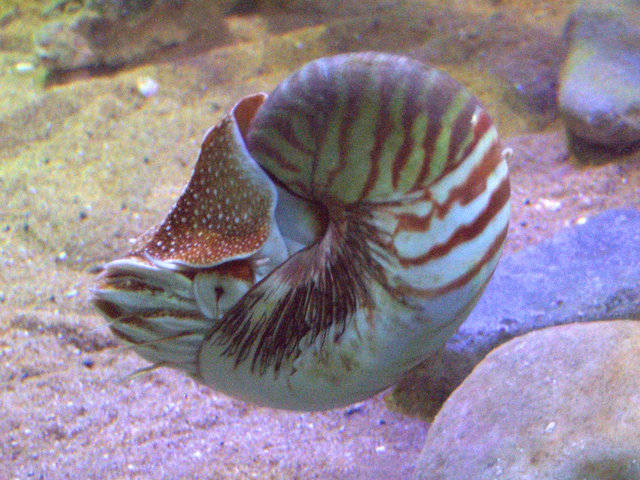 nautilus