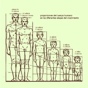 La proporción ideal del cuerpo no se mantiene perfecta desde que nacemos sino que varía siguiendo el crecimiento.