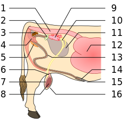 aparato reproductor toro