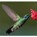 Colibríes