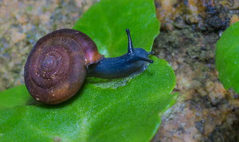 caracol asimétrico