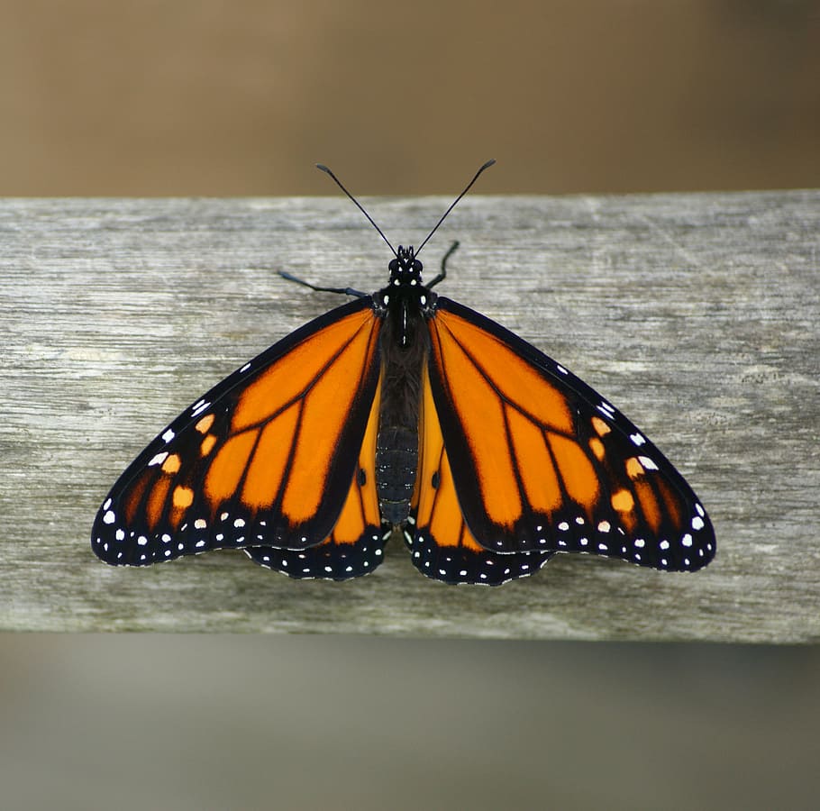 mariposa simetría