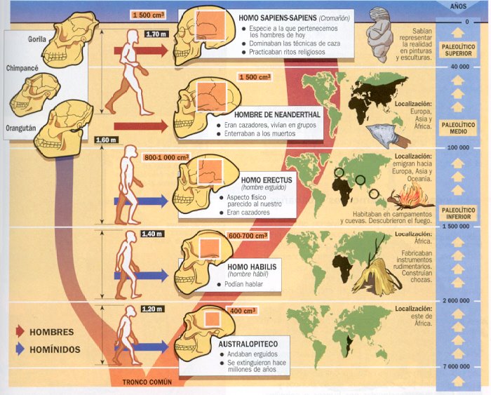 Evolución de la especie humana