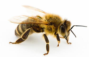 Abeja