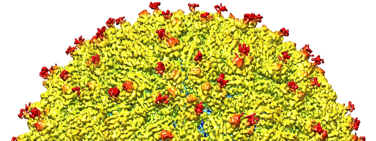 Representación de la superficie del virus Zika.