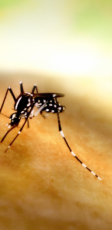 Aedes 