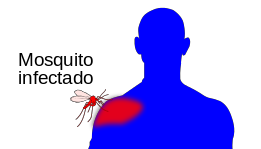 El mosquito pica a una persona sana y contagia la enfermedad