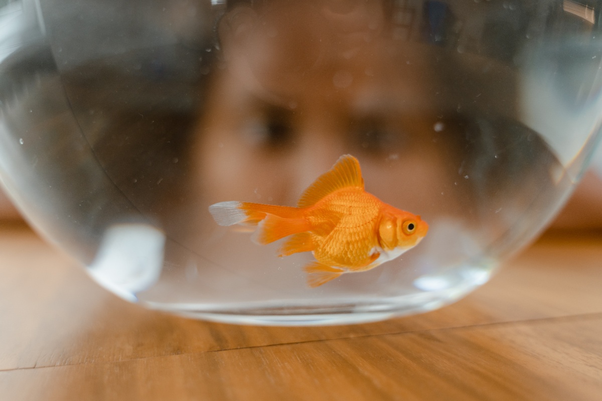 el entorno o ambiente de la pecera es: la mesa en la que se encuentra apoyada, la planta que está a su lado, el frasquito de comida para los peces que esta encima de ella.