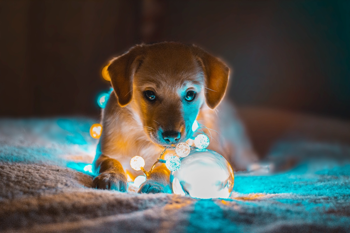 el entorno o ambiente del perro es: el almohadón sobre el que se hecha, el niño que lo está acariciando y el hueso de está por comer.