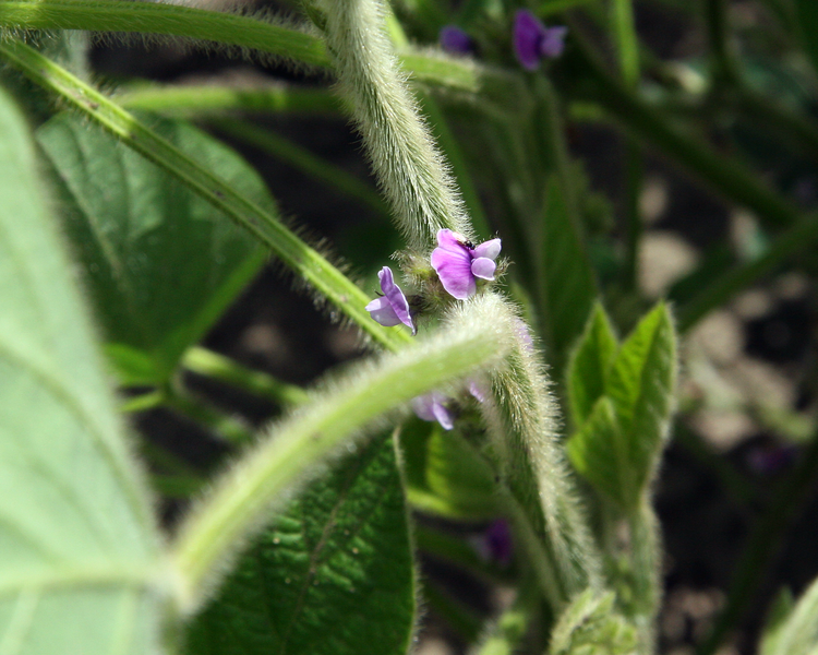 flores de soja