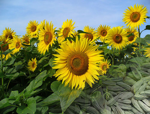 girasoles